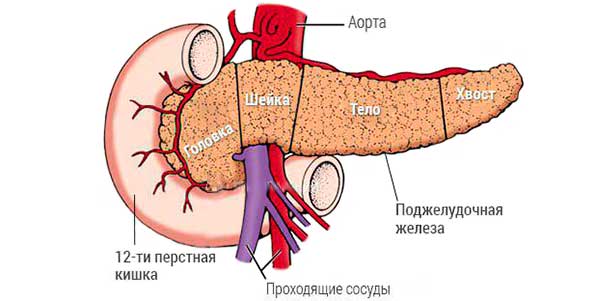 Пересечение аорты и поджелудочной железы