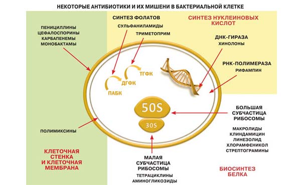 Некоторые антибиотики и их мишени в антибактериальной клетке